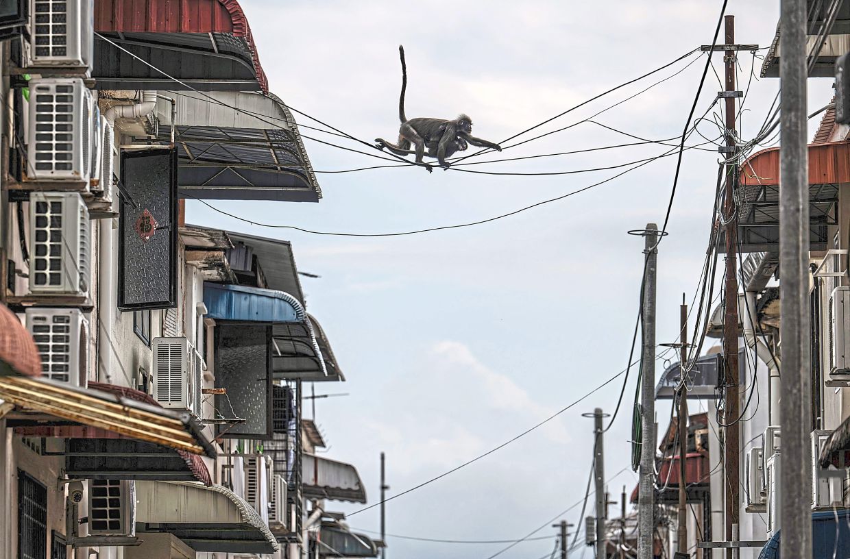 Dusky langurs called Julie (top) and Bulat (bottom), named by the Langur Project Penang (LPP), crossing overhead utility wires in the back alley of a residential area in Tanjung Bungah, Penang.