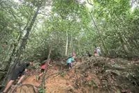 Traverse, compressed hiking activities temporarily barred in Selangor forest reserves