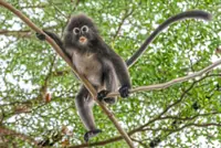 Bridging a future for endangered dusky langurs in Penang