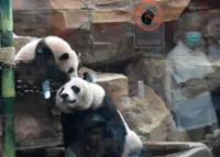 First panda born in Indonesia makes public debut at Taman Safari