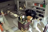 QuickCheck: Did thieves pull off an audacious heist of designer handbags in Cyberjaya?