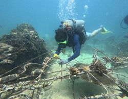 Protecting fragile coral reefs in Lombok, Indonesia