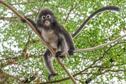 Bridging a future for endangered dusky langurs in Penang