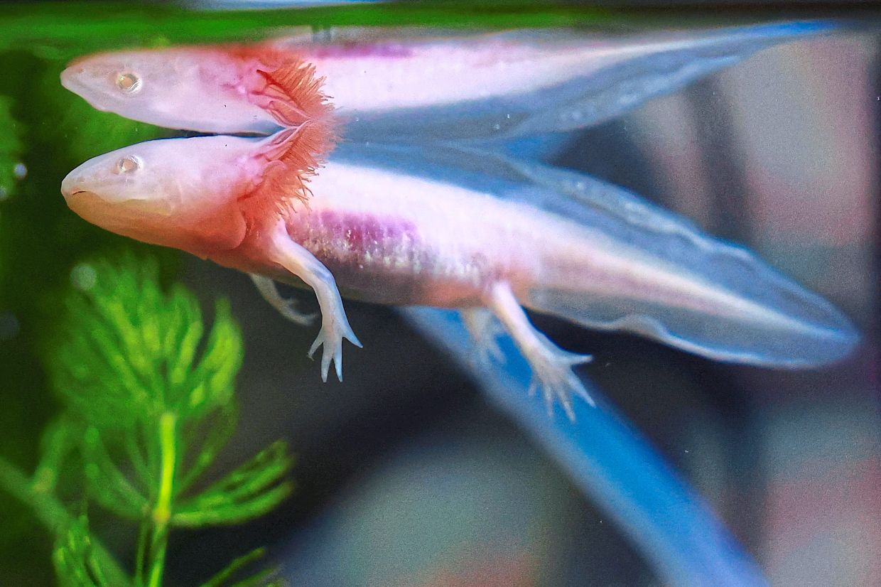 The critically endangered axolotl is native to central Mexico’s lakes. — Photo: REUTERS/Raquel Cunha