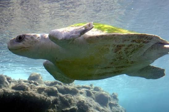 Brunei's turtle conservation begins with action on the ground