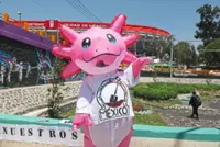 Axolotl salamanders are everywhere for the World Cup – except in the wild