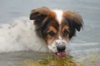 Battling a bacteria: What to know about leptospirosis and pets