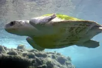 Brunei's turtle conservation begins with action on the ground