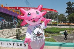 Axolotl salamanders are everywhere for the World Cup – except in the wild