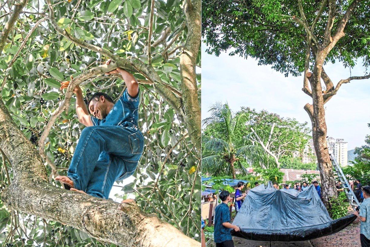 Striking sight: Kebun Komuniti Taman Rimba Desa head Asri Che Omar officiating at the event, which featured the dropping of buah jambu arang, a rare indigenous fruit that is increasingly difficult to find, to raise public awareness of the traditional fruit species threatened by rapid development and seasonal limitations.