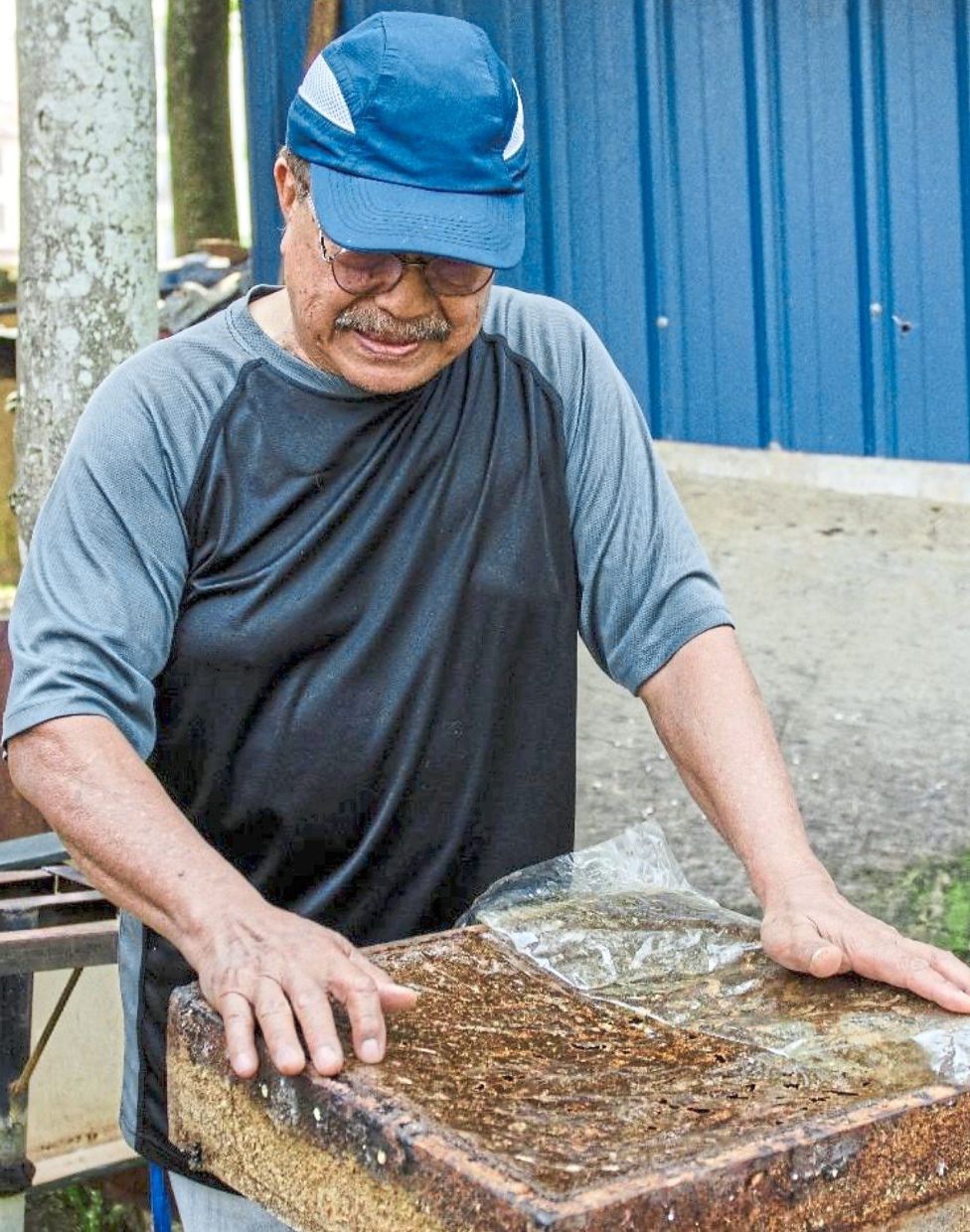 Kelulut honey: Kebun Madu Kelulut manager Mahmudin Mijo demonstrating sustainable stingless bee farming practices and honey production techniques.