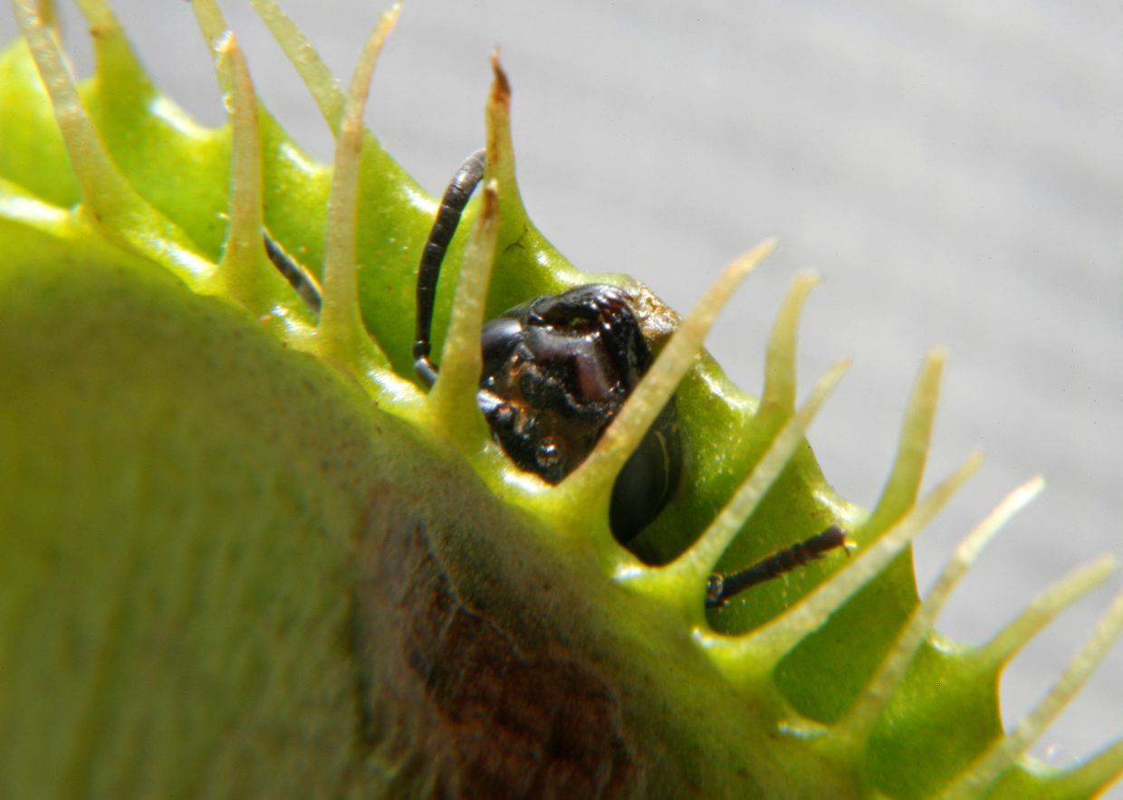 An ant dies after an unsuccessful attempt to escape a Venus flytrap in Singapore. — Photo: REUTERS/David Loh