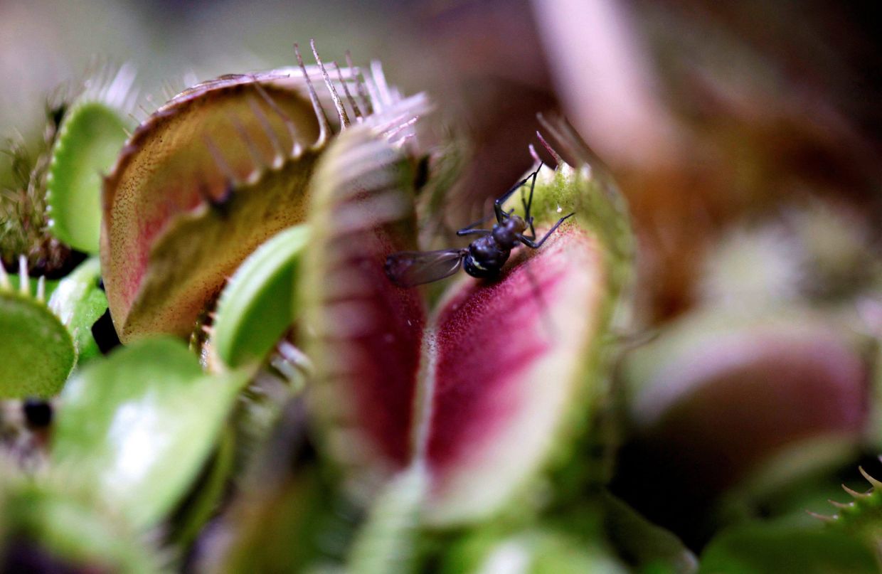 An insect lands on a Venus flytrap, a meat-eating plant on display at the carnivorous plant fair 'Dejate Atrapar' — Photo: REUTERS/Luisa Gonzalez