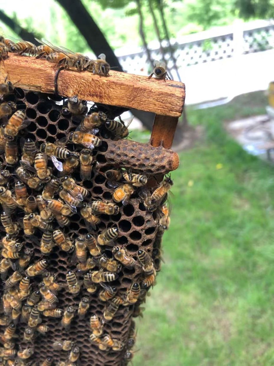 Honeybees move around queen cells on a honeycomb frame inside a beehive, in this handout picture taken at the National Botanical Garden, in Beijing, China.