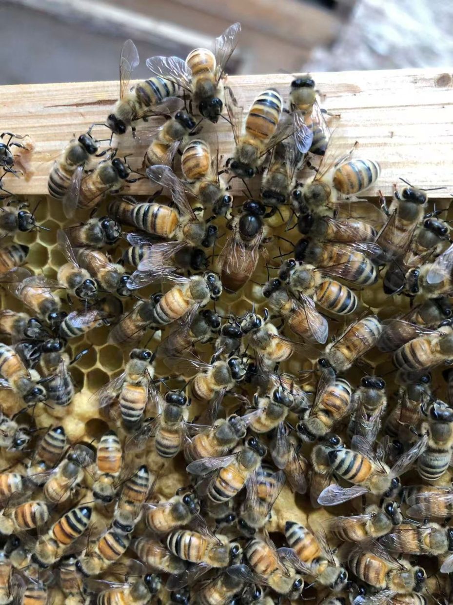 A queen bee is surrounded by worker bees on a honeycomb frame inside a beehive.