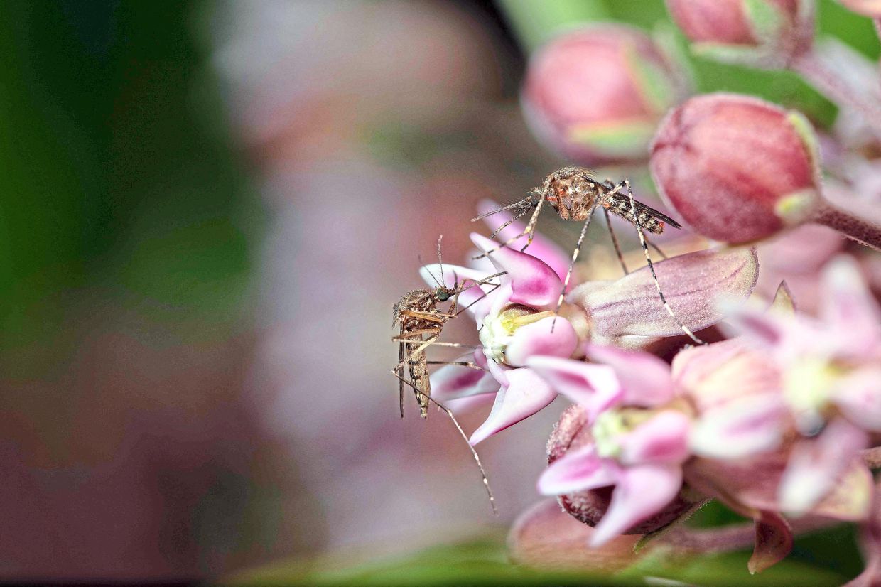 Mosquitoes' potential role as pollinators is overshadowed by their role in vectoring disease, Reeves says.
