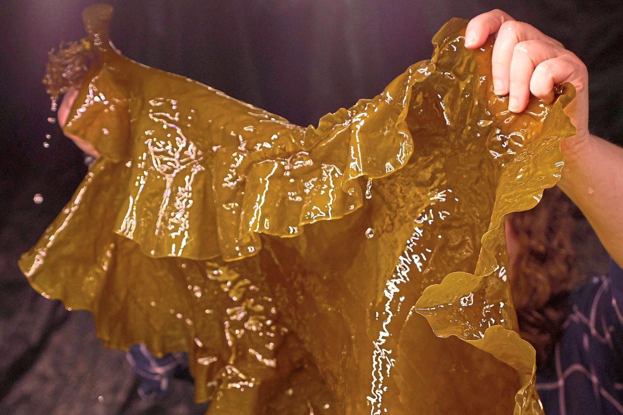 A researcher holds a piece of tank-grown kelp at the Woods Hole Oceanographic Institution. — Photos: AP