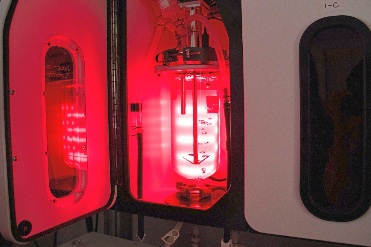 A seaweed bioreactor circulates kelp gametophytes, little seaweed cells, under controlled light and temperature conditions at the Woods Hole Oceanographic Institution.