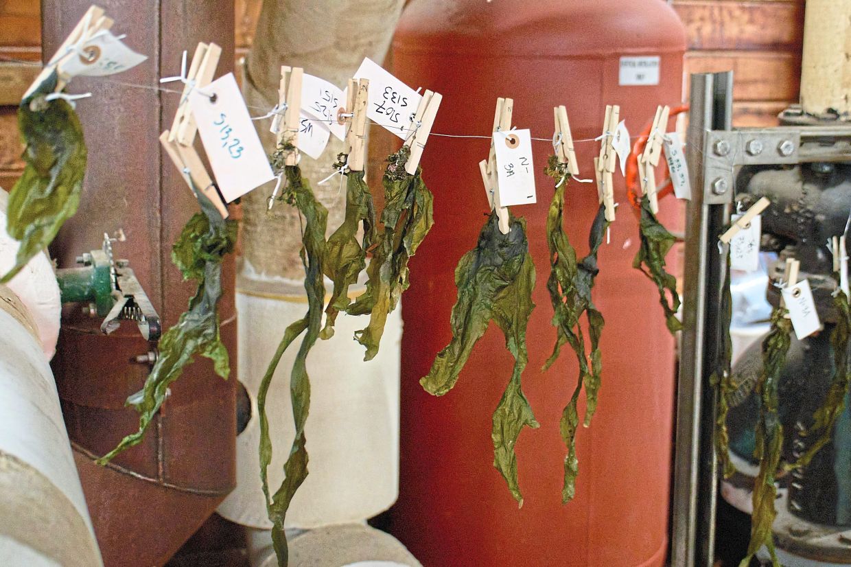 Kelp strands dry on a line in Lindell's lab.