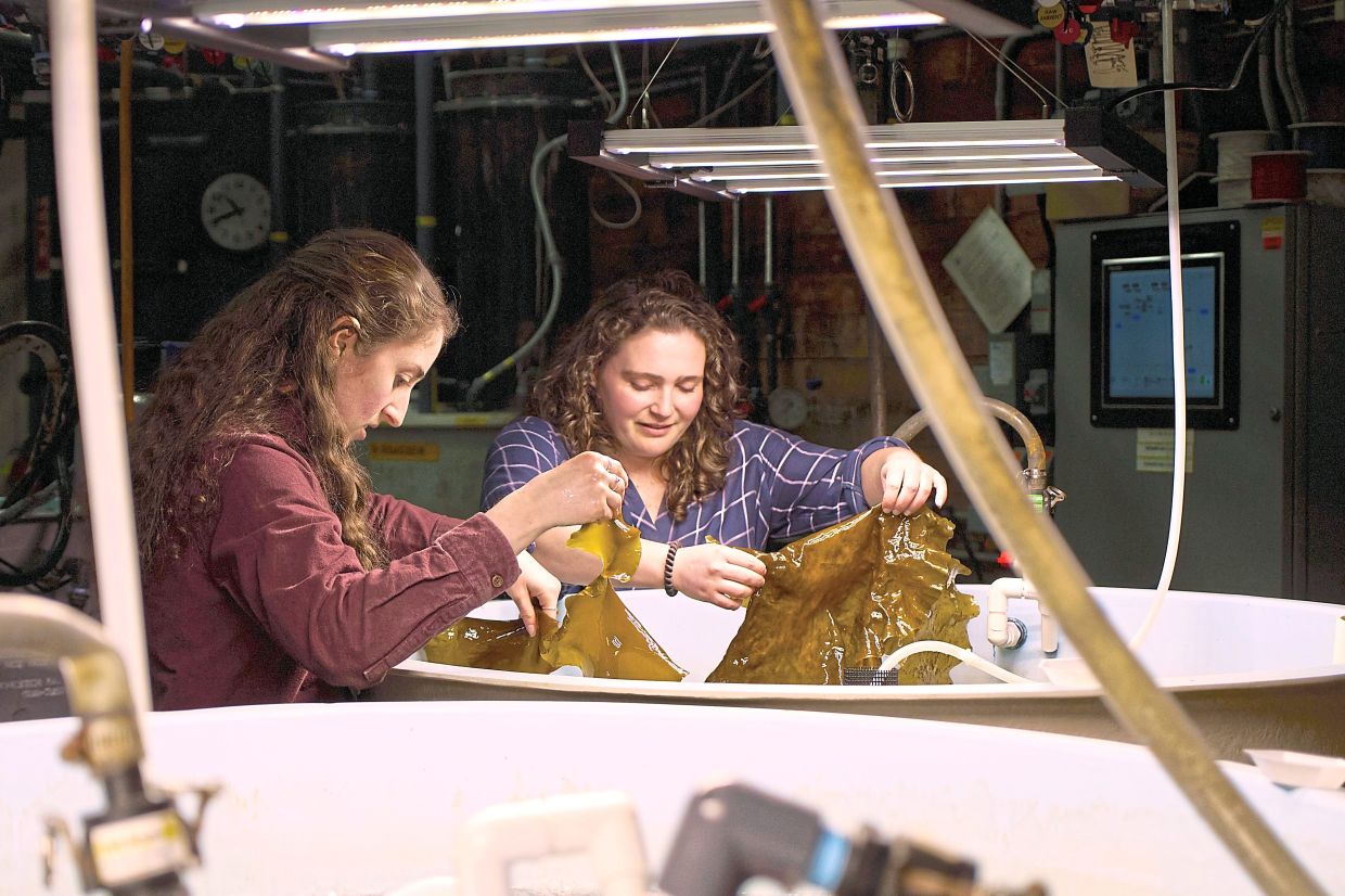 Hadley Kerr (left) and Morgan Anthony hold pieces of tank-grown kelp.