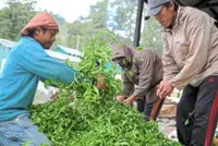 A fast brewing success in Asean