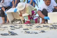 Time to turn the tide on threatened sea turtle species
