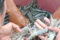 Dept: Fresh local shrimp supply still sufficient