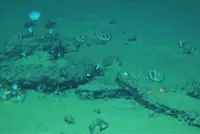 Scientists discover a deep whale graveyard that is teeming with life