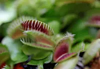 Scientists unlock the secret behind the Venus flytrap's snap