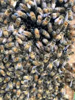 Worker bees build a 'royal palace' for the honeybee queen
