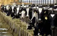 Indonesia seeks dairy self-sufficiency as imports supply 80 per cent of demand