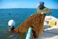 Kelp, a seaweed, could someday fuel ships and planes