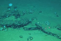 Scientists discover a deep whale graveyard that is teeming with life