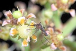 Mosquitoes' role in flower reproduction highlighted in new study