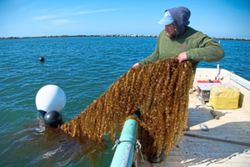 Kelp, a seaweed, could someday fuel ships and planes