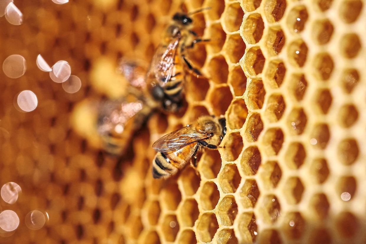 Nature’s workers: Bees are pictured during the first honey harvest at the first location for migratory beekeeping in Gimcheon. — Reuters