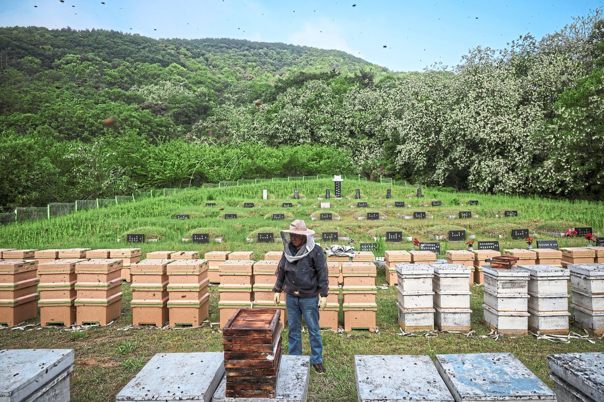 Adapting to change: Park standing among beehives at a family gravesite in Okcheon, where he was granted permission to keep hives as a second location for migratory beekeeping. — Reuters
