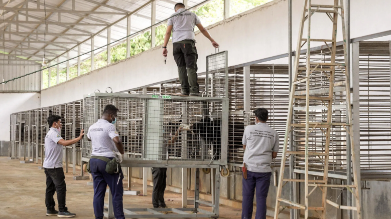 Rescued in May, the 27 moon bears were freed from a foreigner-run facility operating under the guise of a zoo. -FREE THE BEARS