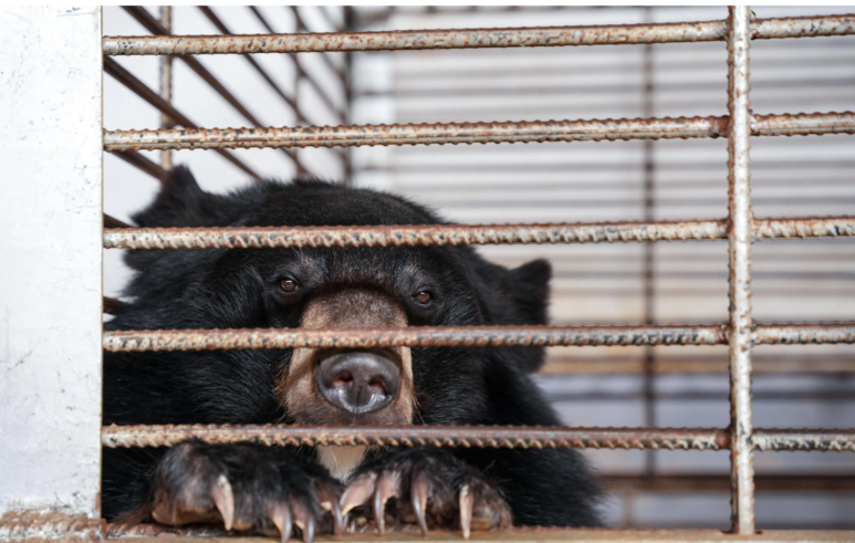 A bear at the illegal bile farm in Laos.- FREE THE BEARS