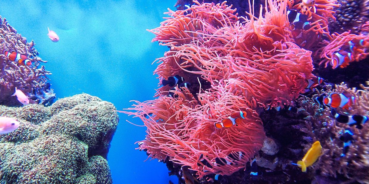 Scuba diving is both a good and fun way to explore the vibrant underwater world. — Unsplash