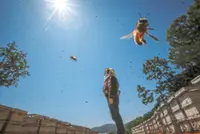 Climate change stings beekeepers