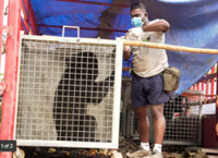 From the zoo to the mountains: A Singaporean’s quest to rescue bears in Laos