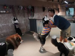 China's pet owners splurge on preschools to pamper puppies
