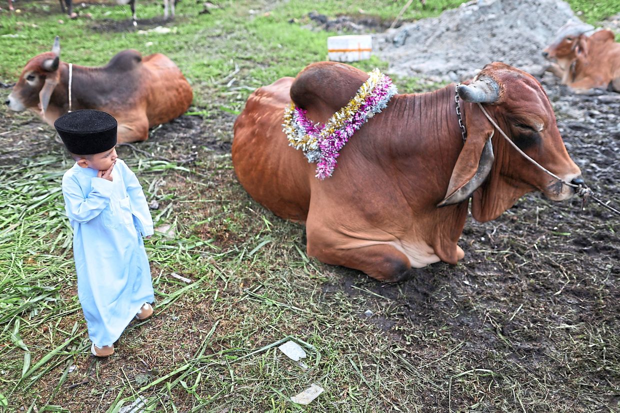 A young boy gazing quietly at sacrificial cattle prepared for Hari Raya Aidiladha celebrations in Ampang, Selangor. — Reuters