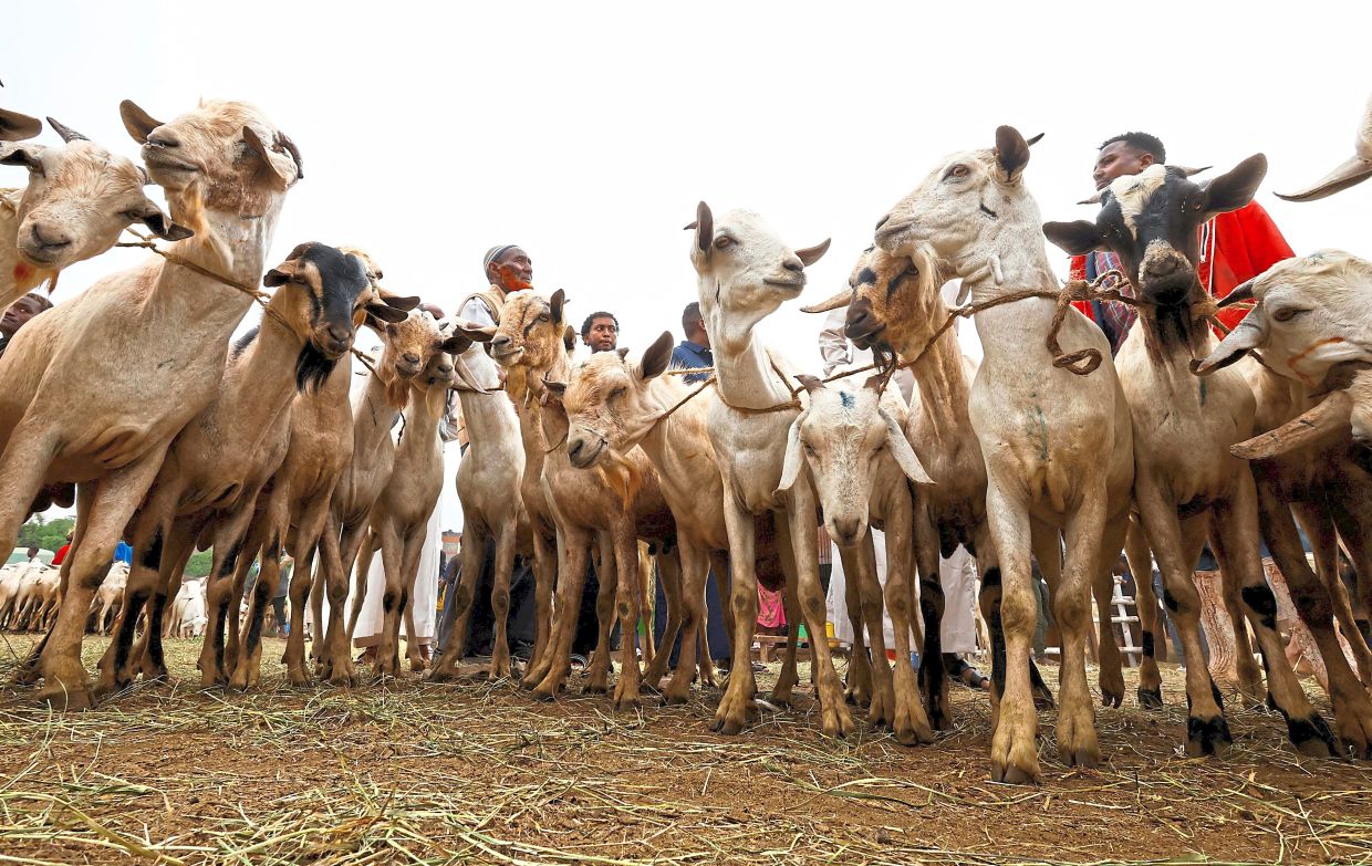 Goats are tied together for sale at a livestock market ahead of Aidiladha sacrifice in Nairobi, Kenya. — Reuters