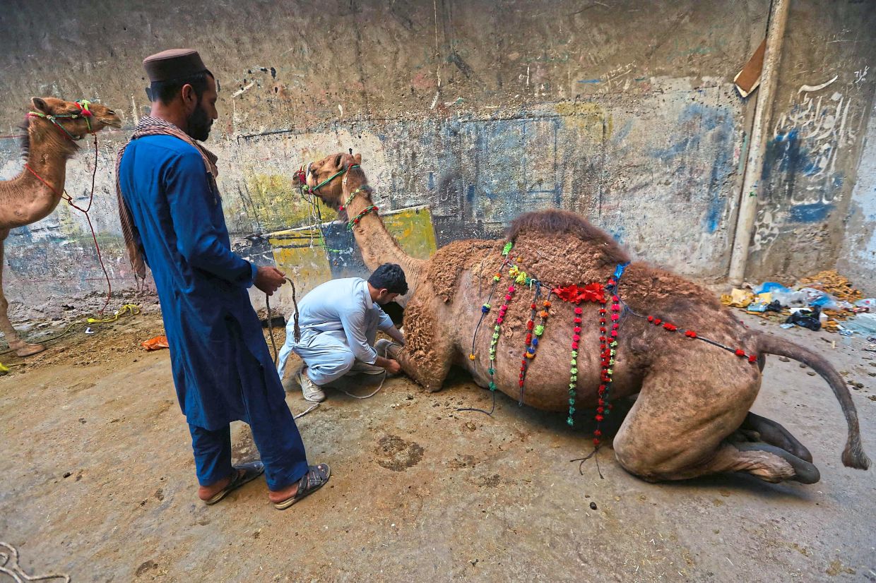 Muslim devotees preparing to slaughter a camel after prayers in Peshawar, Pakistan. — AFP