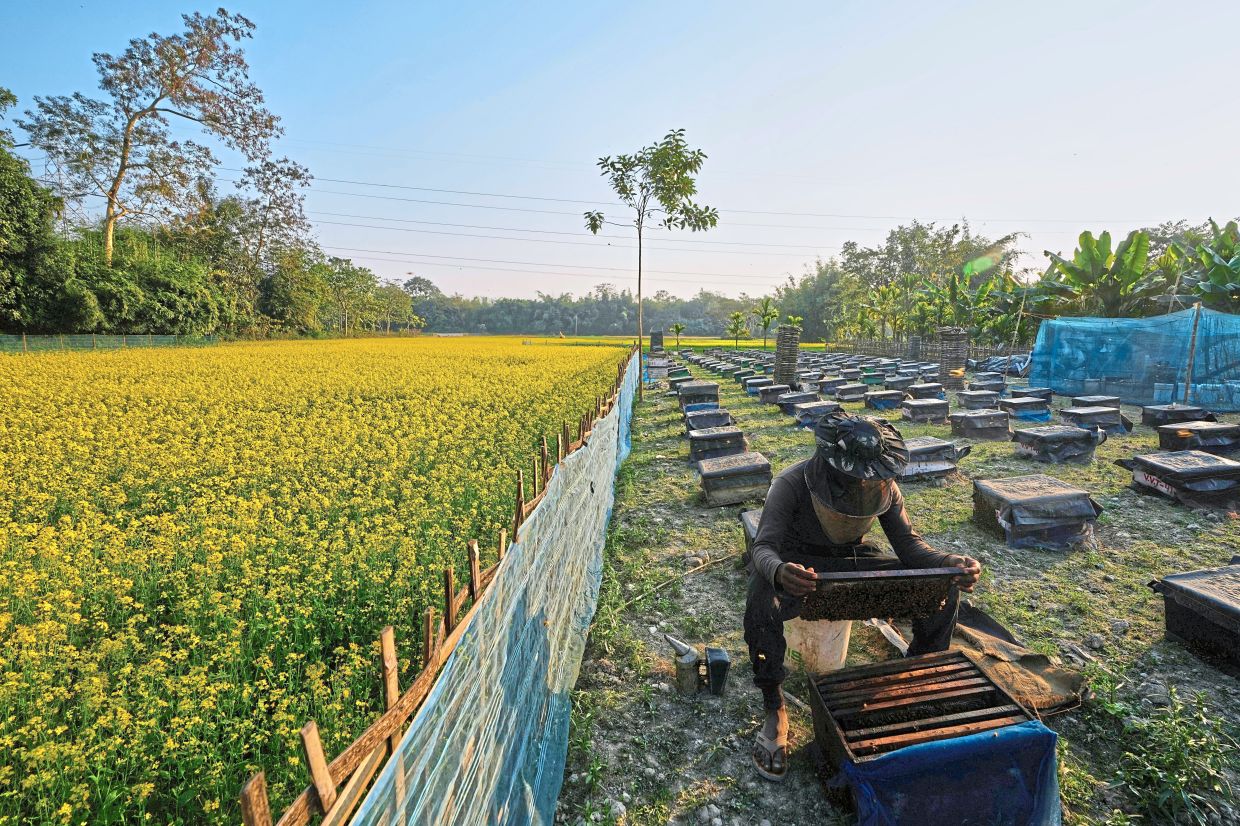 Another migratory beekeeper checking the beehives near a mustard field in Binnabari village, Baksa. — AP