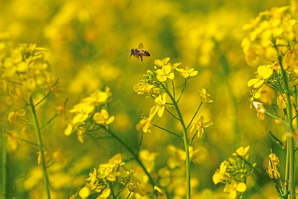Buzzing around: A bee flying over mustard plants near a migratory bee colony in the Mushalpur village in Baksa district of Assam. - AP