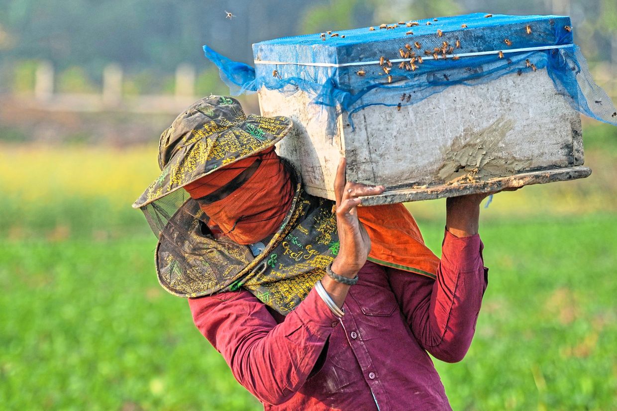 A migratory beekeeper carrying a bee box to place near a mustard field in Binnabari village, Baksa. - AP