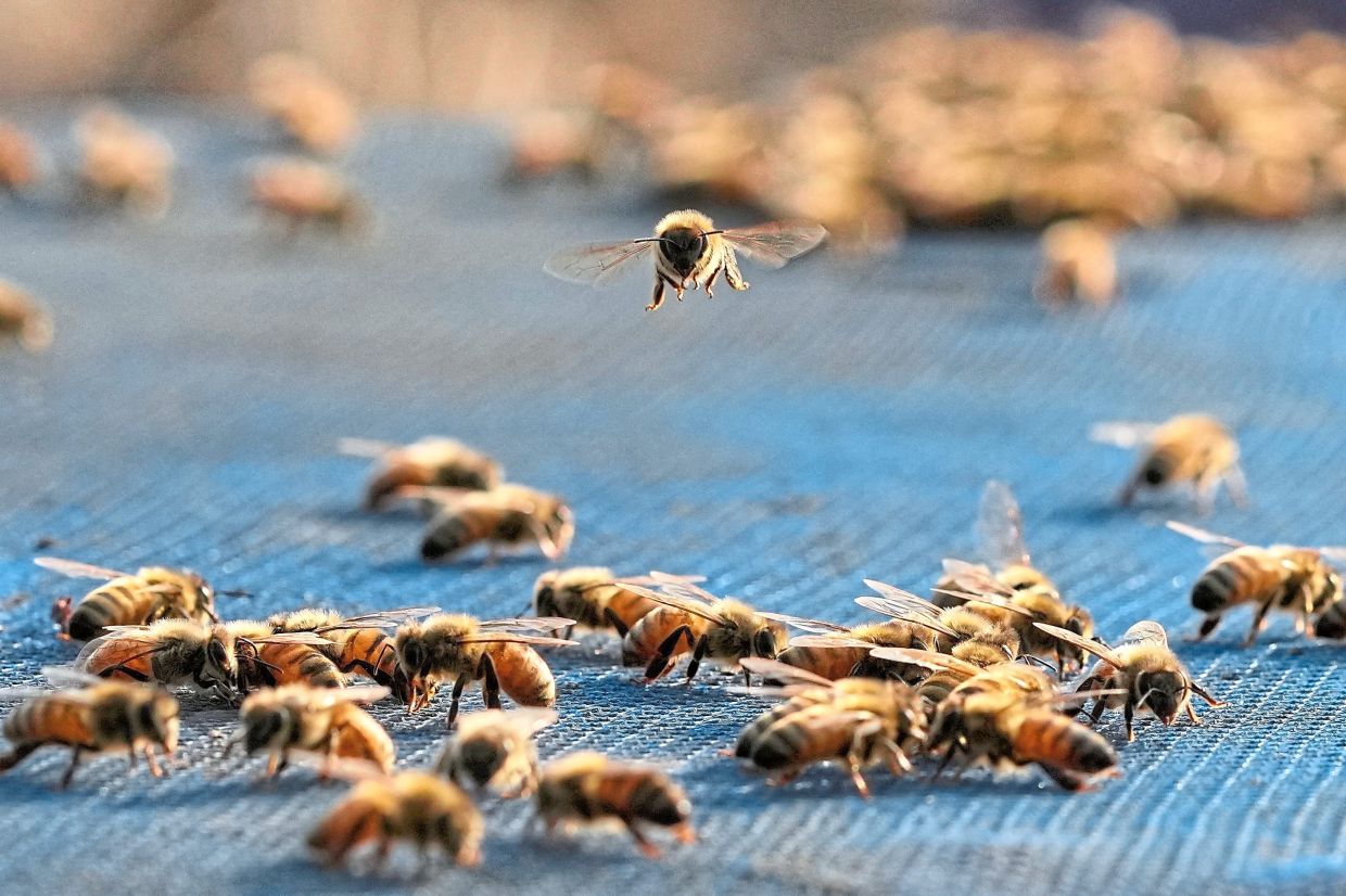 A bee flying as others sit on a bee box at a colony near a mustard field in Bodomukh village, Baksa. - AP